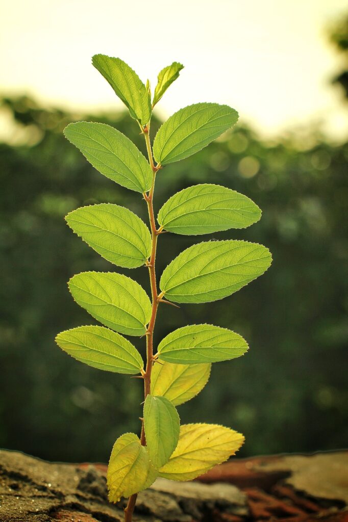 leaf, branch, nature, tree, leaves