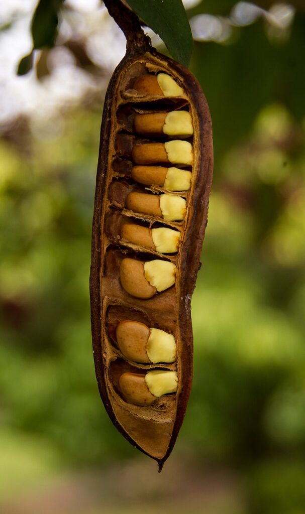seeds, seed pod, pod, tree, schotia brachypetala, nature, drunken parrot tree, plant