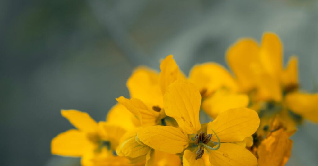 senna flowers carousel