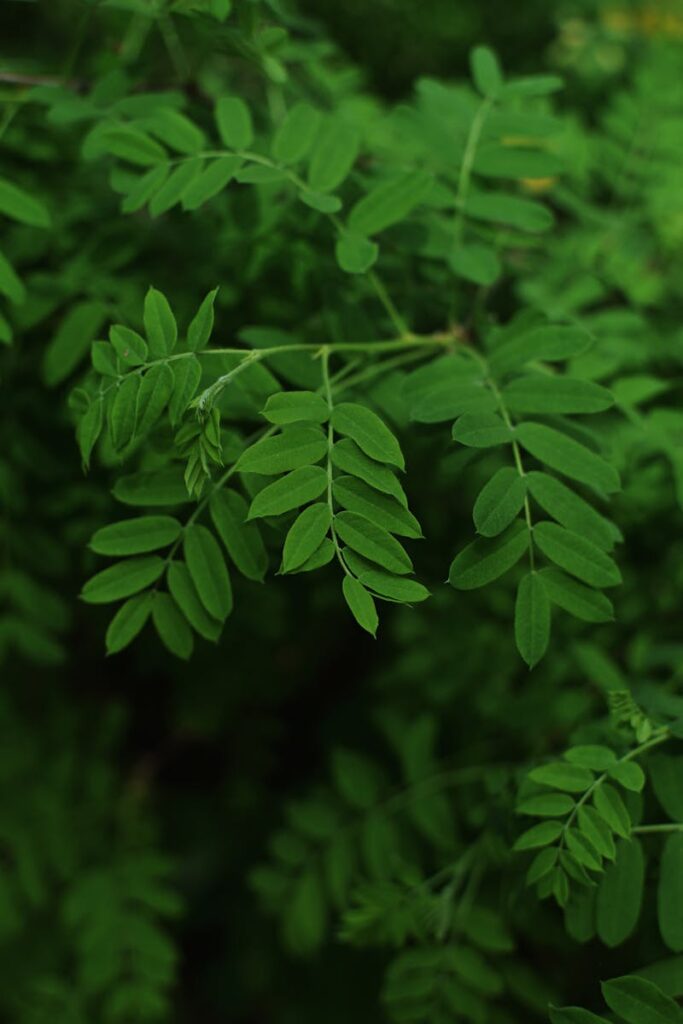 Close-up of vibrant green Moringa leaves capturing natural beauty in a lush setting.