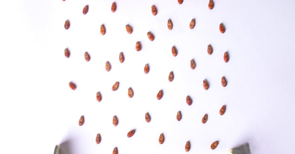 watermelon seeds carousel